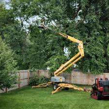 Tree and Shrub Care in Montalvin Manor, CA