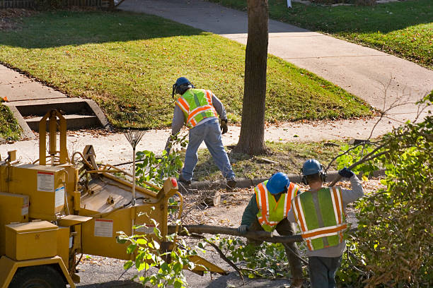 Why Choose Our Tree Removal Services in Montalvin Manor, CA?